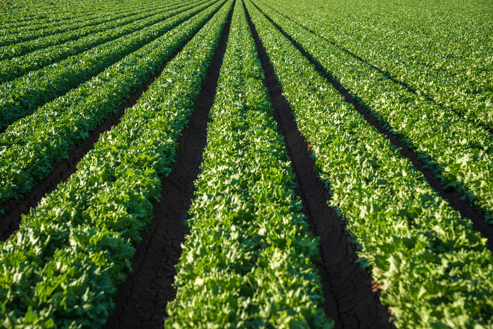 Lettuce in the Lettuce Farm
